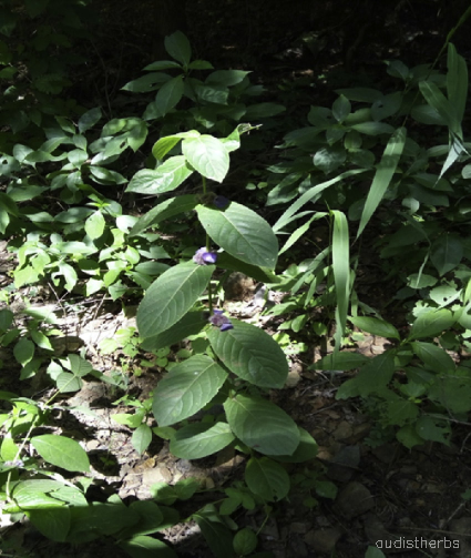 Neuracanthus sphaerostachyus leaf8.png